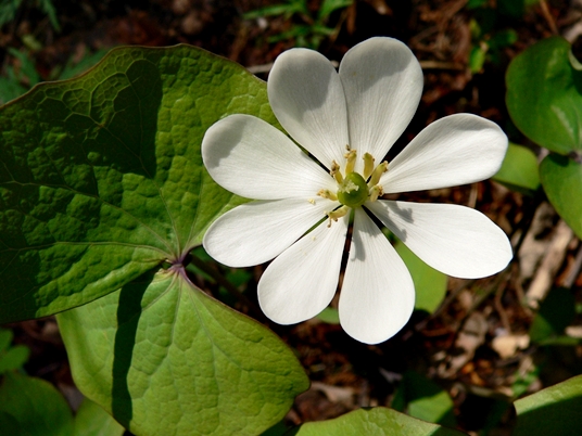 {Jeffersonia diphylla}